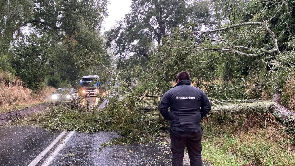 Una persona con chaqueta de seguridad pública mira un árbol caído sobre el camino. Un bus y un auto están detenidos.