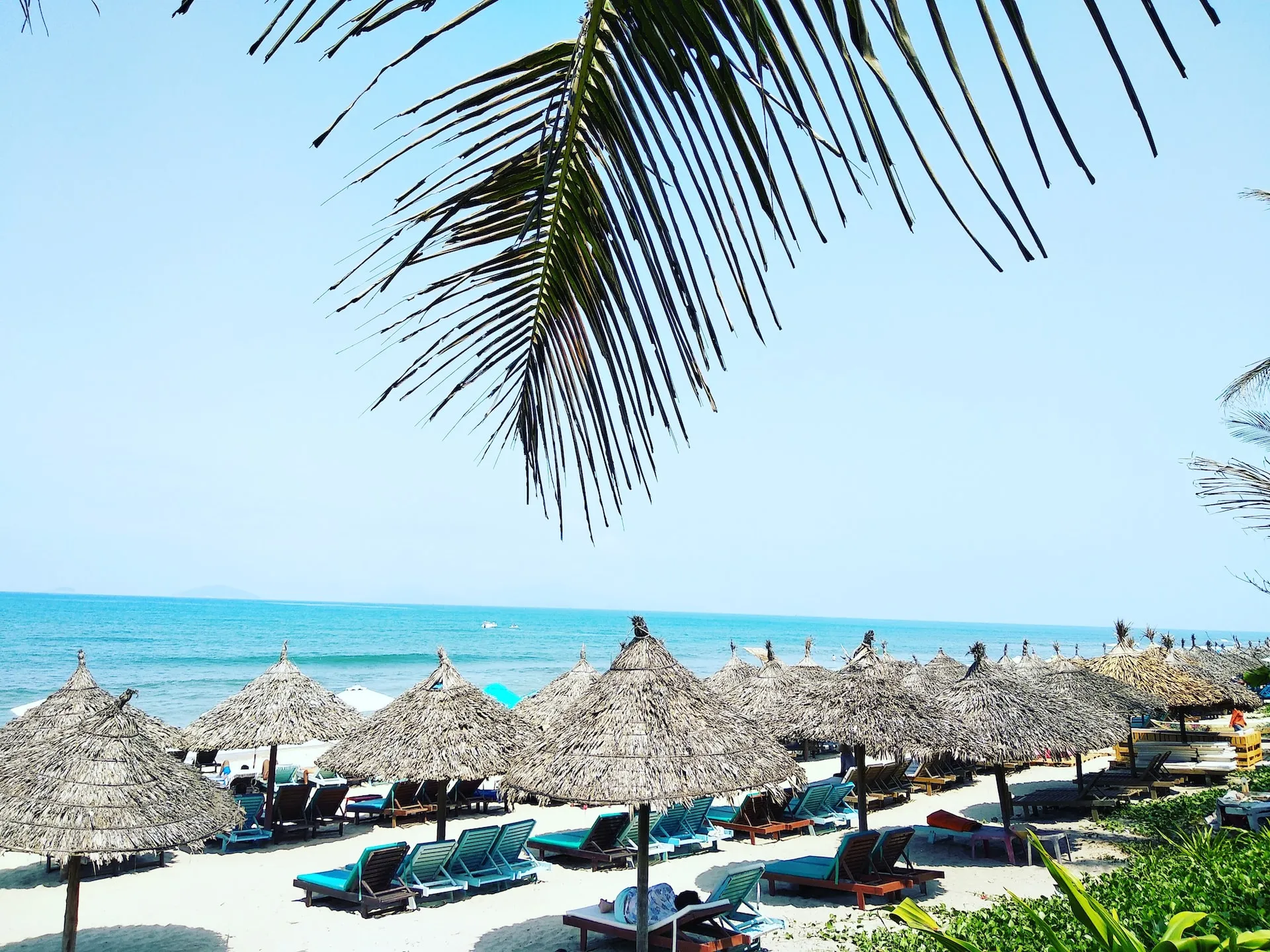 Playa con sombrillas de paja, reposeras y una palmera frente al mar.