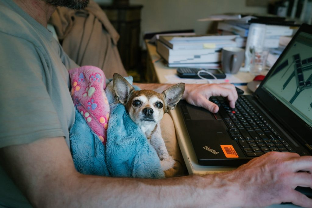 Perrito acompañando persona trabajando en computador.