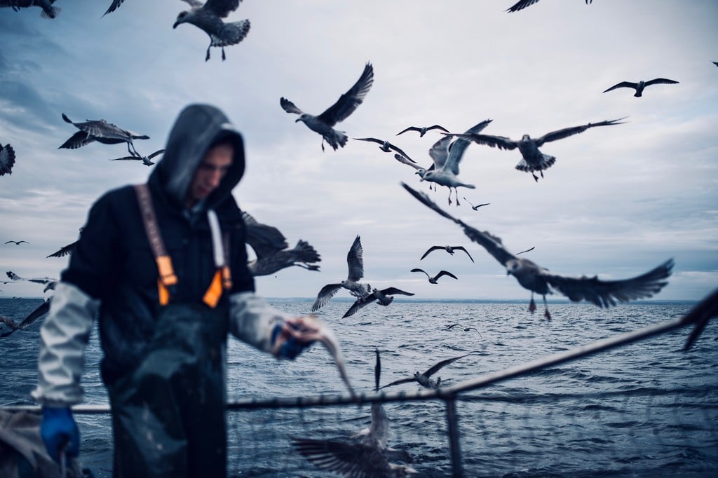 Pescador y gaviotas alrededor de él